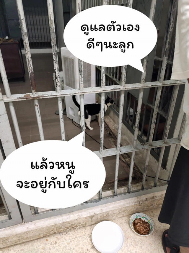 แมวน้อยมาบอกลาเจ้าของถึงหน้าห้องขัง