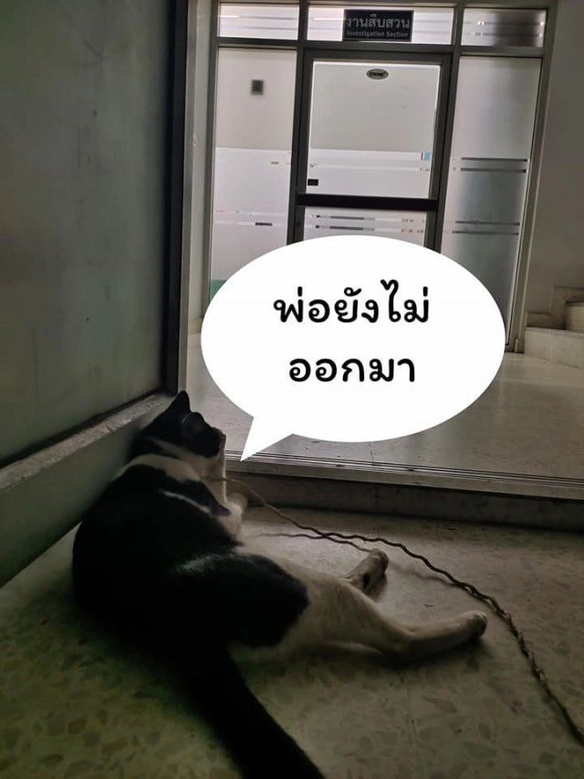 แมวน้อยมาบอกลาเจ้าของถึงหน้าห้องขัง