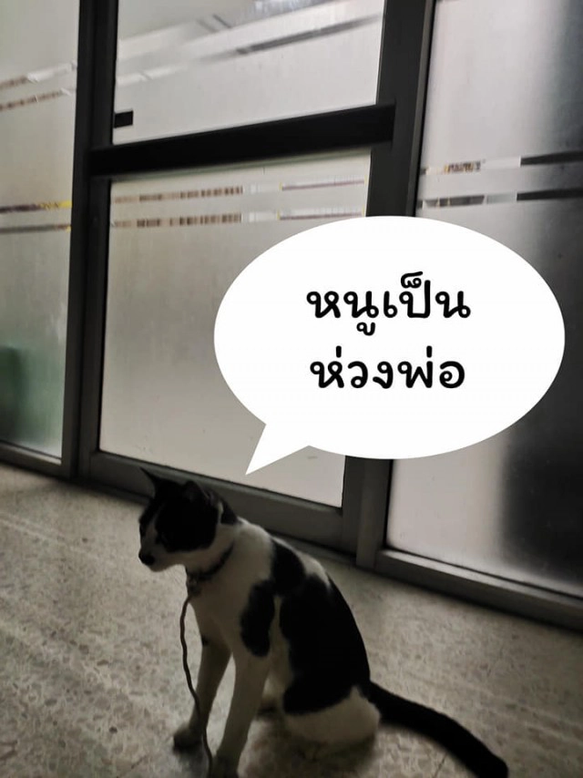 แมวน้อยมาบอกลาเจ้าของถึงหน้าห้องขัง
