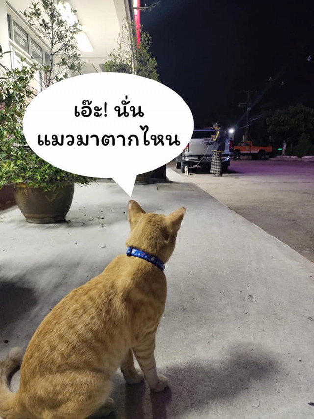 แมวน้อยมาบอกลาเจ้าของถึงหน้าห้องขัง