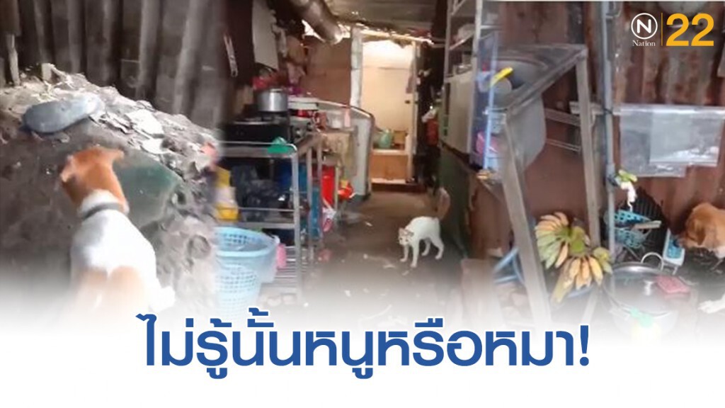 โซเชียลเริ่มสงสัย! ไม่รู้ใครหนูใครสุนัข โซเชียลเริ่มสงสัย! ไม่รู้ใครหนูใครสุนัข