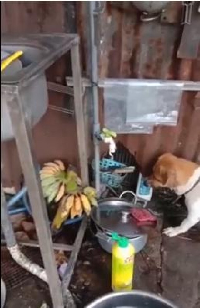 โซเชียลเริ่มสงสัย! ไม่รู้ใครหนูใครสุนัข