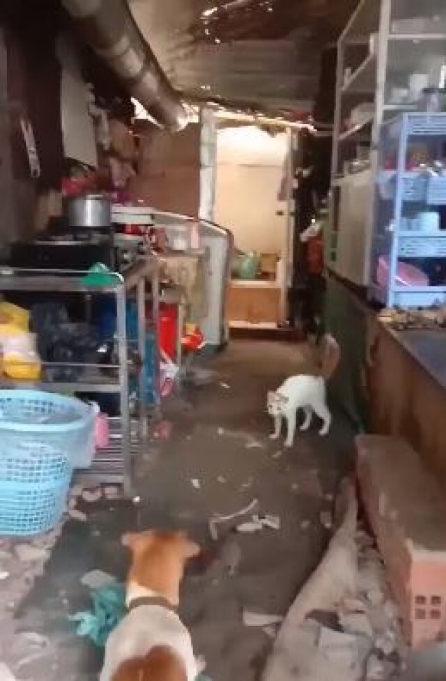 โซเชียลเริ่มสงสัย! ไม่รู้ใครหนูใครสุนัข