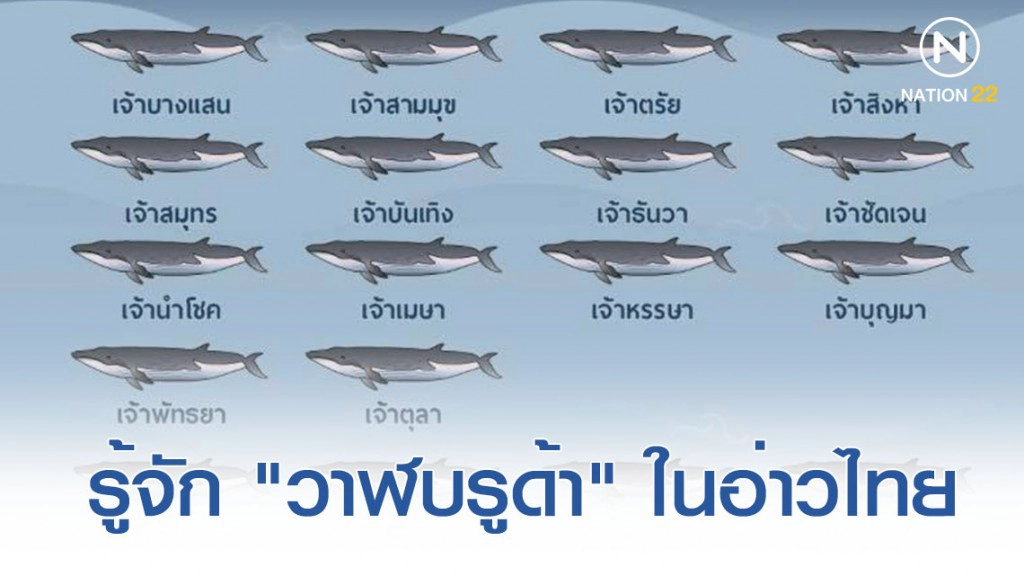รู้จักสมาชิก "วาฬบรูด้า" ในอ่าวไทย รู้จักสมาชิก "วาฬบรูด้า" ในอ่าวไทย