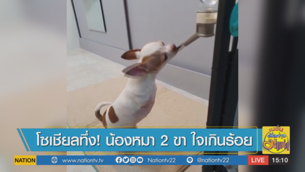 โซเชียลทึ่ง! น้องหมา 2 ขา ใจเกินร้อย โซเชียลทึ่ง! น้องหมา 2 ขา ใจเกินร้อย