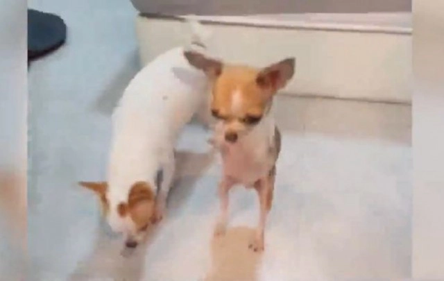 โซเชียลทึ่ง! น้องหมา 2 ขา ใจเกินร้อย