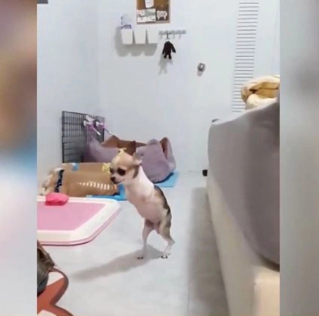 โซเชียลทึ่ง! น้องหมา 2 ขา ใจเกินร้อย