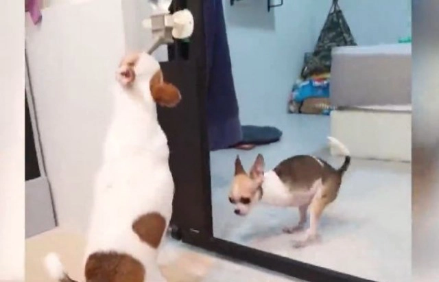 โซเชียลทึ่ง! น้องหมา 2 ขา ใจเกินร้อย