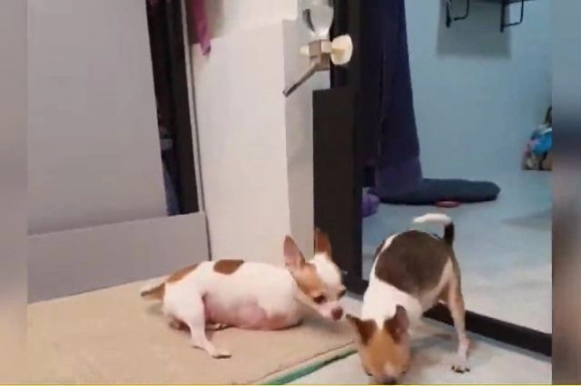 โซเชียลทึ่ง! น้องหมา 2 ขา ใจเกินร้อย