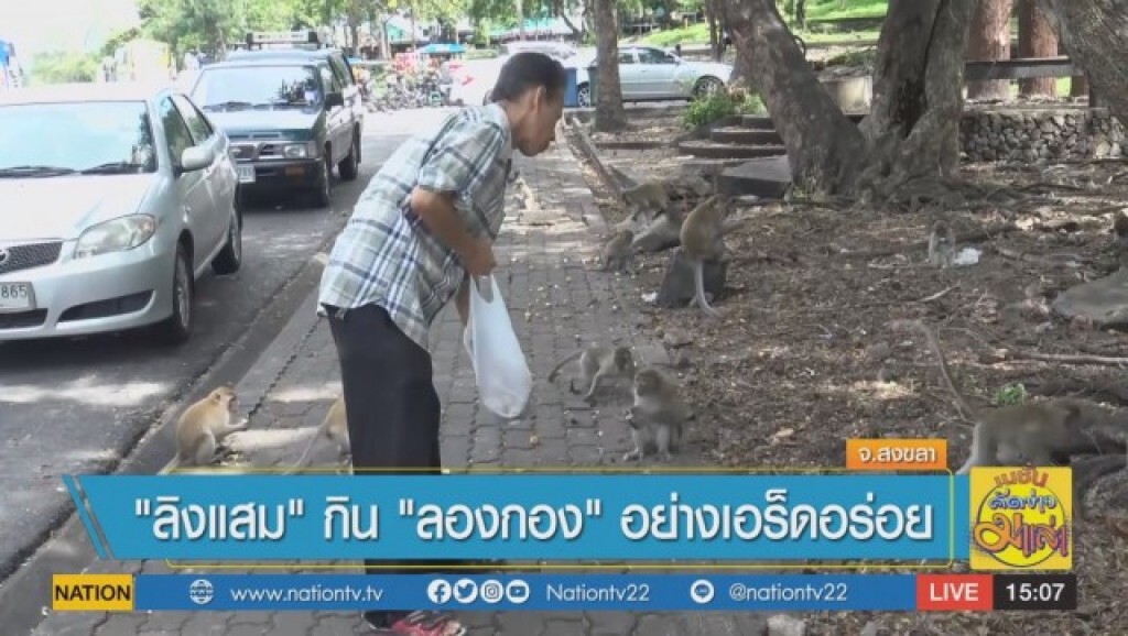 นักท่องเที่ยวคึกคัก! ชม "ลิงแสม" กิน "ลองกอง" อย่างเอร็ดอร่อย