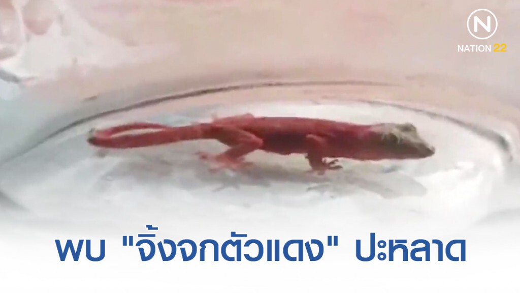 พบ "จิ้งจกตัวแดง" เจ้าของบ้านเชื่อมาให้โชคลาภ