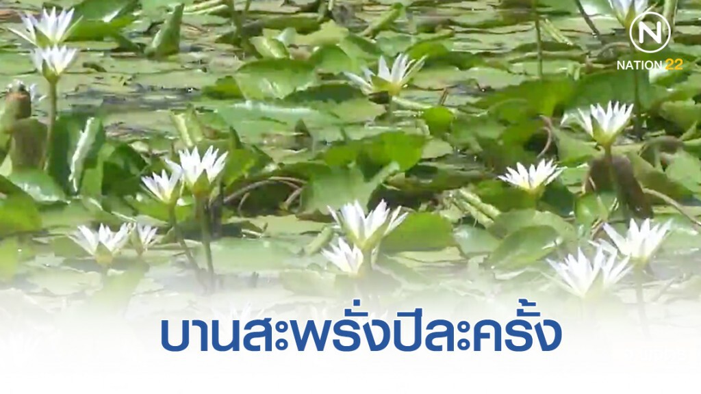 ปีละครั้ง "ทุ่งดอกบัวเผื่อนขาว" บานสะพรั่ง ปีละครั้ง "ทุ่งดอกบัวเผื่อนขาว" บานสะพรั่ง