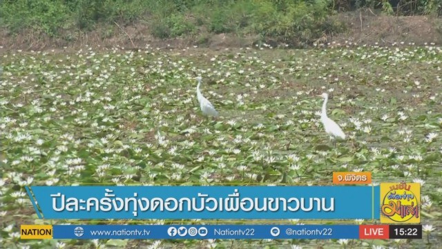 ปีละครั้ง "ทุ่งดอกบัวเผื่อนขาว" บานสะพรั่ง