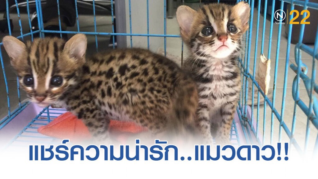แห่แชร์ความน่ารัก! "แมวดาว"​ กรณีแก้ไขปัญหาสัตว์ป่าพลัดหลง