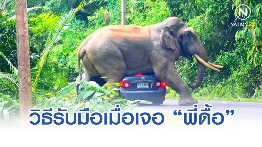 แนะวิธีรับมือ เมื่อเจอ "พี่ดื้อ" ช้างป่าเขาใหญ่ โผล่ทักทาย