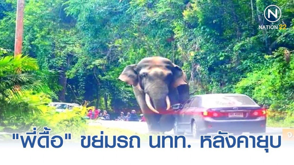 "พี่ดื้อ" ช้างป่าเขาใหญ่ ขย่มรถ นทท. หลังคายุบ