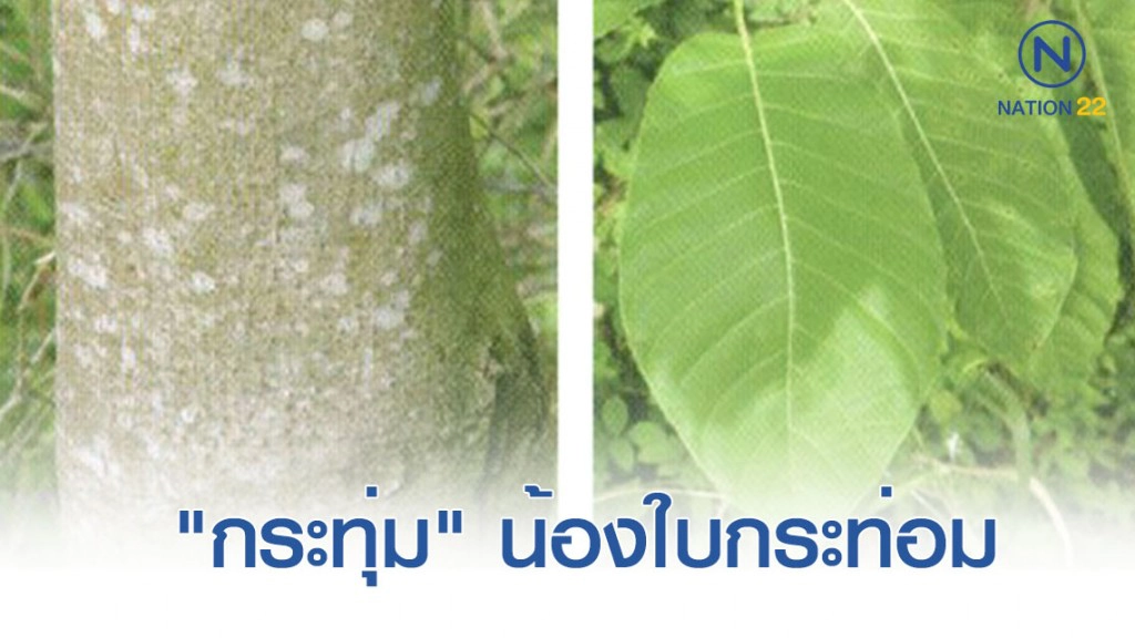 สมุนไพร "กระทุ่ม" น้องใบกระท่อม