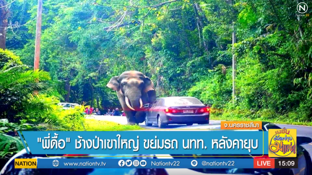 "พี่ดื้อ" ช้างป่าเขาใหญ่ ขย่มรถ นทท. หลังคายุบ
