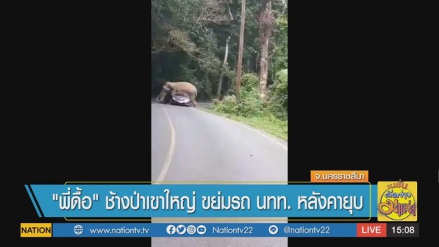 "พี่ดื้อ" ช้างป่าเขาใหญ่ ขย่มรถ นทท. หลังคายุบ