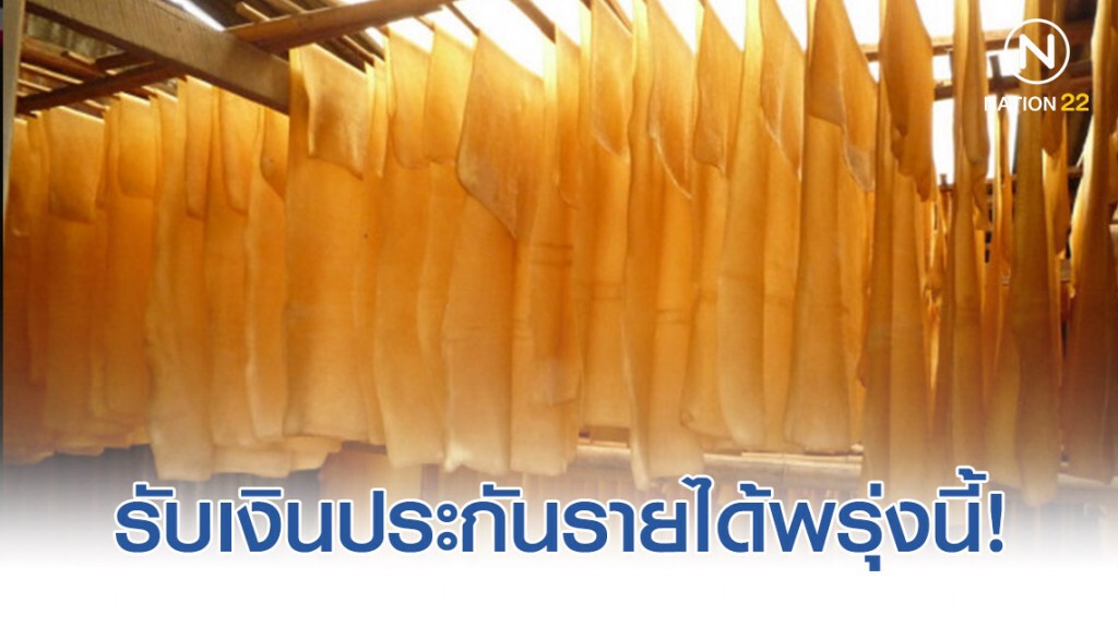 ชาวสวนยางกว่า4พันคน รับเงินประกันรายได้พรุ่งนี้!