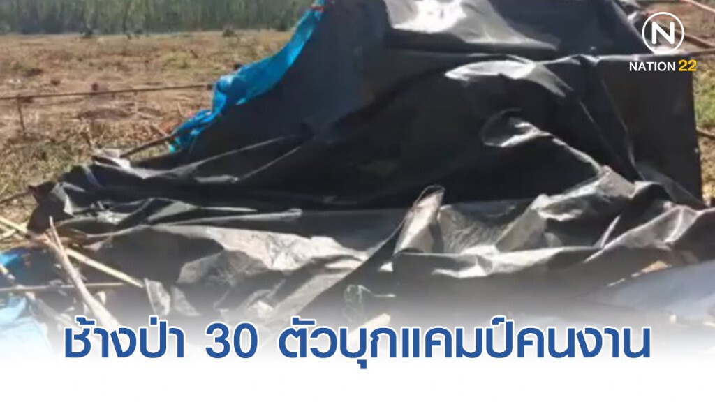 ด่วน! ช้างป่า 30 ตัวบุกแคมป์คนงาน ทำร้ายคนงานเสียชีวิต ด่วน! ช้างป่า 30 ตัวบุกแคมป์คนงาน ทำร้ายคนงานเสียชีวิต