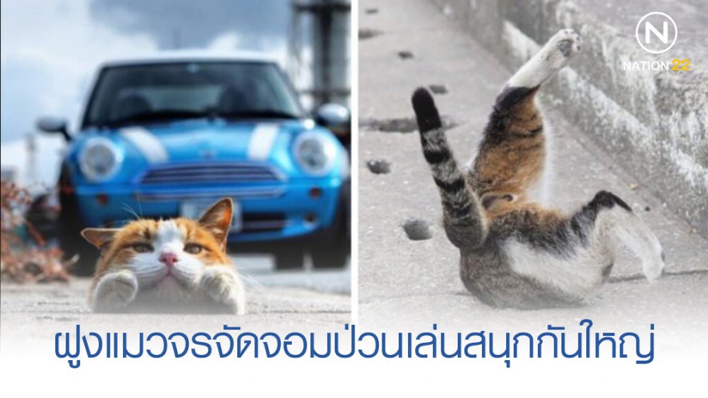 ฝูงแมวป่วนเล่นกันสนุกใหญ่เลย ฝูงแมวป่วนเล่นกันสนุกใหญ่เลย