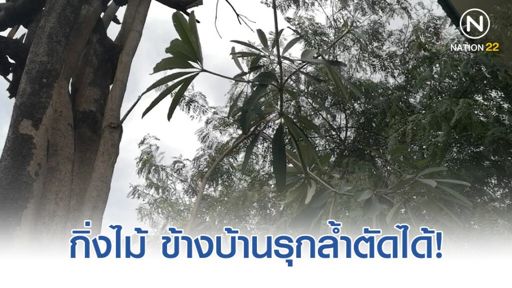 กิ่งไม้ รากไม้ ข้างบ้านรุกล้ำตัดได้! ไม่มีความผิดอาญา