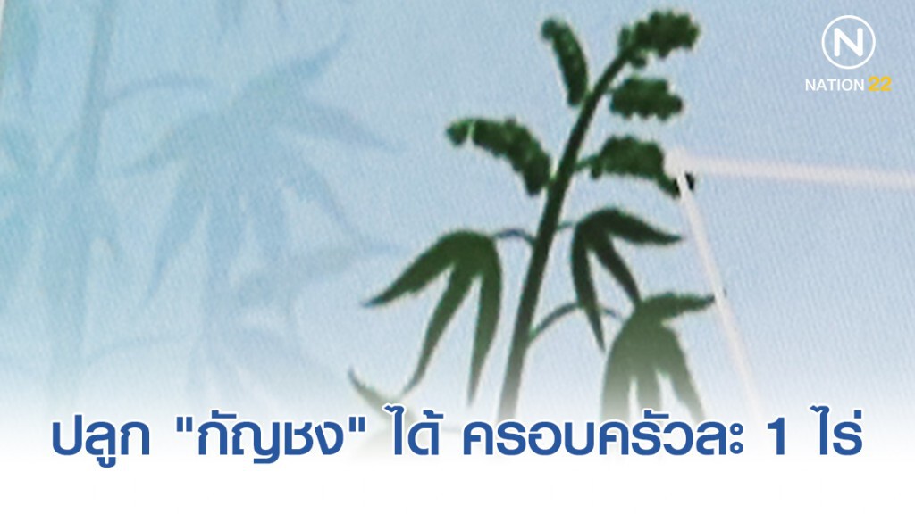 อนุญาตปลูก "กัญชง" ได้ ครอบครัวละ 1 ไร่ อนุญาตปลูก "กัญชง" ได้ ครอบครัวละ 1 ไร่