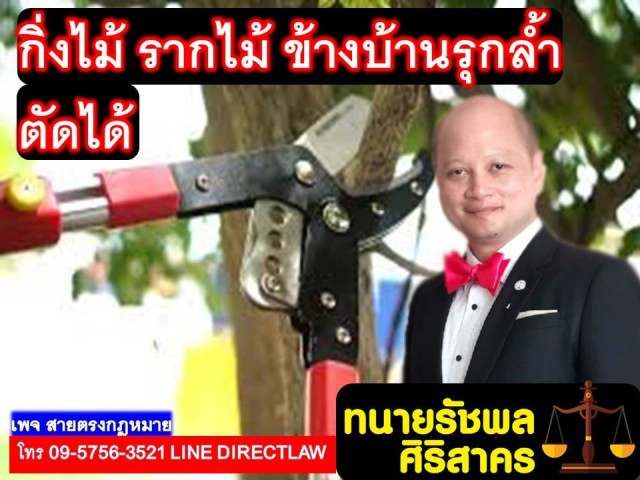 กิ่งไม้ รากไม้ ข้างบ้านรุกล้ำตัดได้! ไม่มีความผิดอาญา