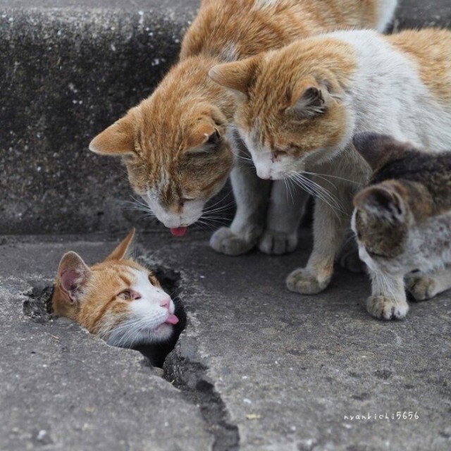 ฝูงแมวป่วนเล่นกันสนุกใหญ่เลย