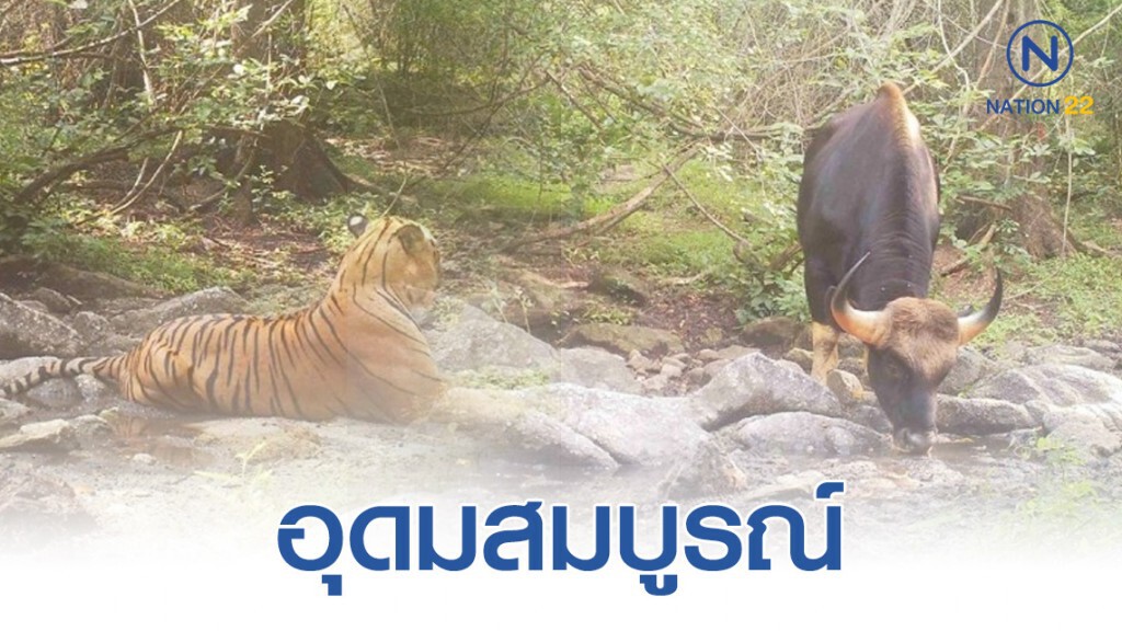 เผยภาพสัตว์ป่าหายาก ห้วยขาแข้ง เผยภาพสัตว์ป่าหายาก ห้วยขาแข้ง
