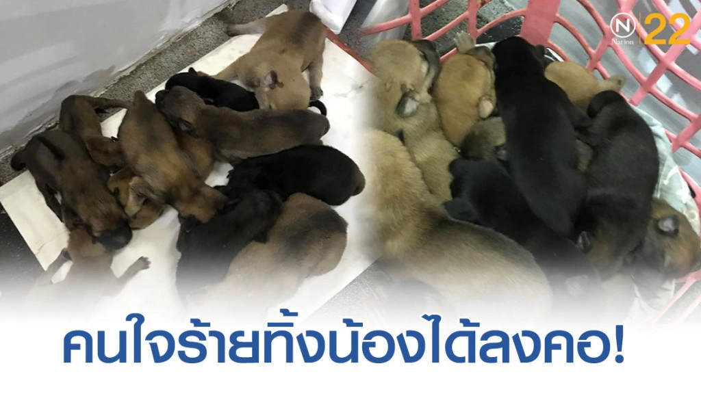 ชาวเน็ตเเชร์! คนใจร้ายเอาลูกสุนัขมาทิ้งไว้ในปั๊ม ชาวเน็ตเเชร์! คนใจร้ายเอาลูกสุนัขมาทิ้งไว้ในปั๊ม