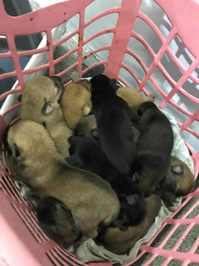 ชาวเน็ตเเชร์! คนใจร้ายเอาลูกสุนัขมาทิ้งไว้ในปั๊ม