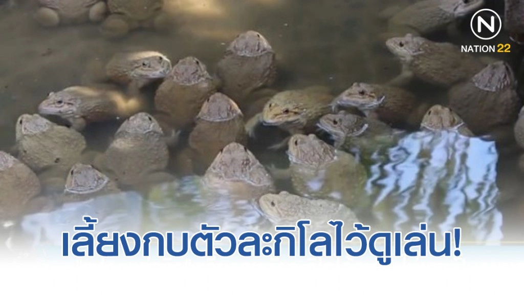"แปลกแต่จริง" ! เลี้ยงกบตัวละกิโลไว้ดูเล่น