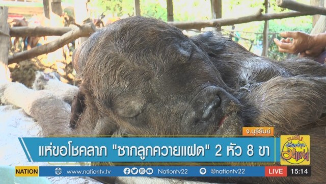 แห่ขอโชคลาภ "ซากลูกควายแฝด" 2 หัว 8 ขา