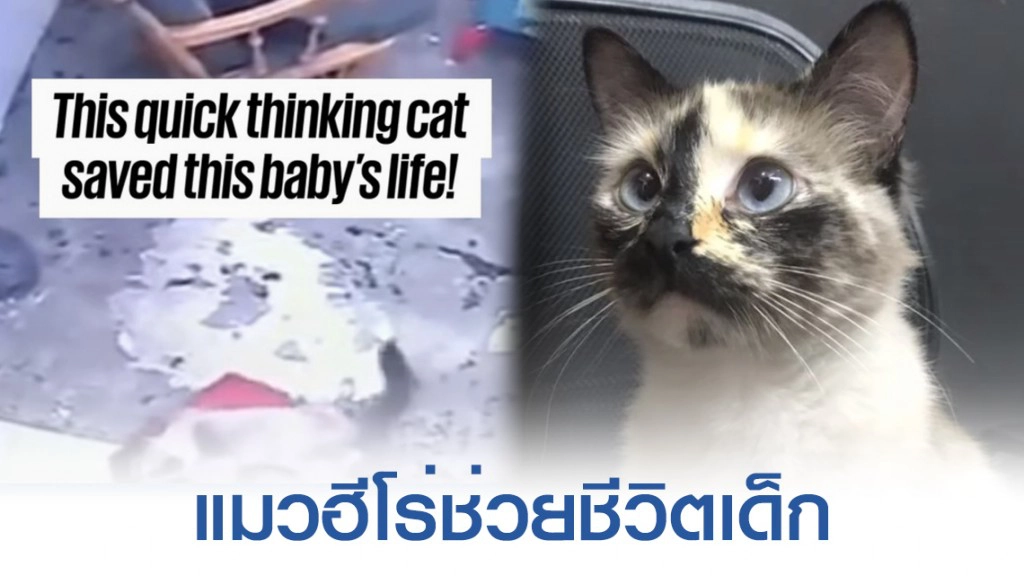 ระทึก! เปิดคลิปแมวช่วยชีวิตเด็กน้อยคลานเกือบตกบันได