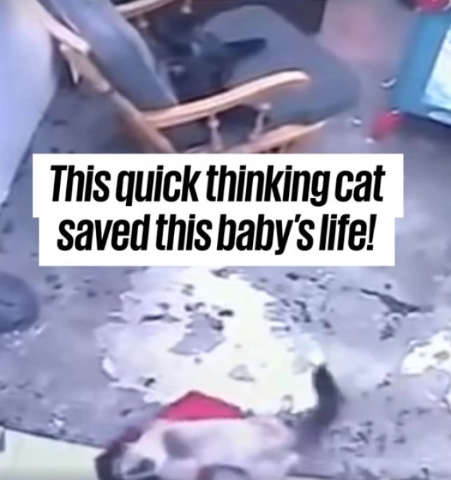 ระทึก! เปิดคลิปแมวช่วยชีวิตเด็กน้อยคลานเกือบตกบันได