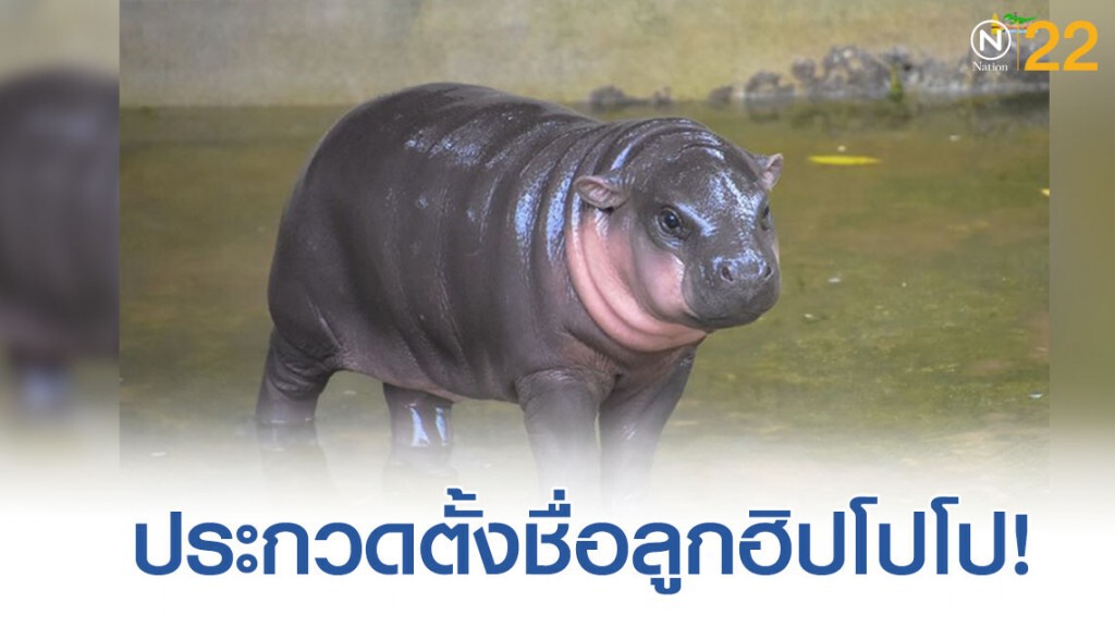 สวนสัตว์ขอนแก่นจัดกิจกรรมประกวดตั้งชื่อ "ลูกฮิปโปแคระ" สวนสัตว์ขอนแก่นจัดกิจกรรมประกวดตั้งชื่อ "ลูกฮิปโปแคระ"