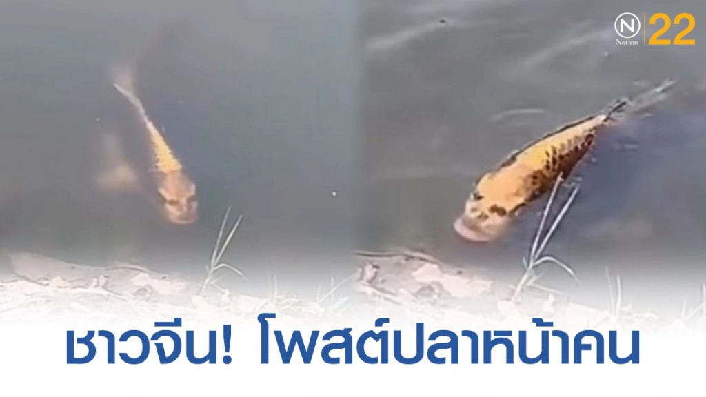 ชาวจีนโพสต์ทึ่ง! พบปลาเเต่หน้าเป็นคน ชาวจีนโพสต์ทึ่ง! พบปลาเเต่หน้าเป็นคน