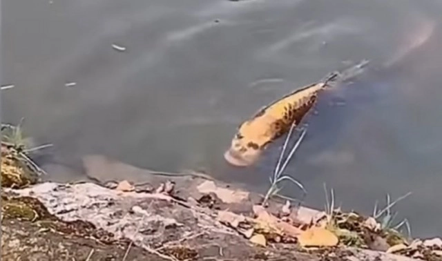 ชาวจีนโพสต์ทึ่ง! พบปลาเเต่หน้าเป็นคน