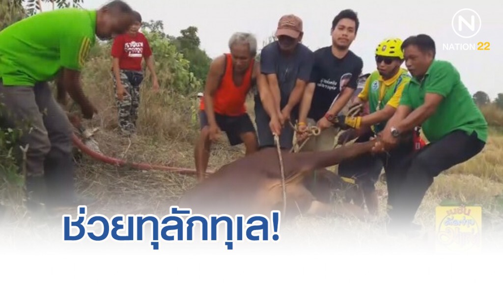 ช่วยทุลักทุเล ! "วัวน้อย" ตกบ่อ ช่วยทุลักทุเล ! "วัวน้อย" ตกบ่อ