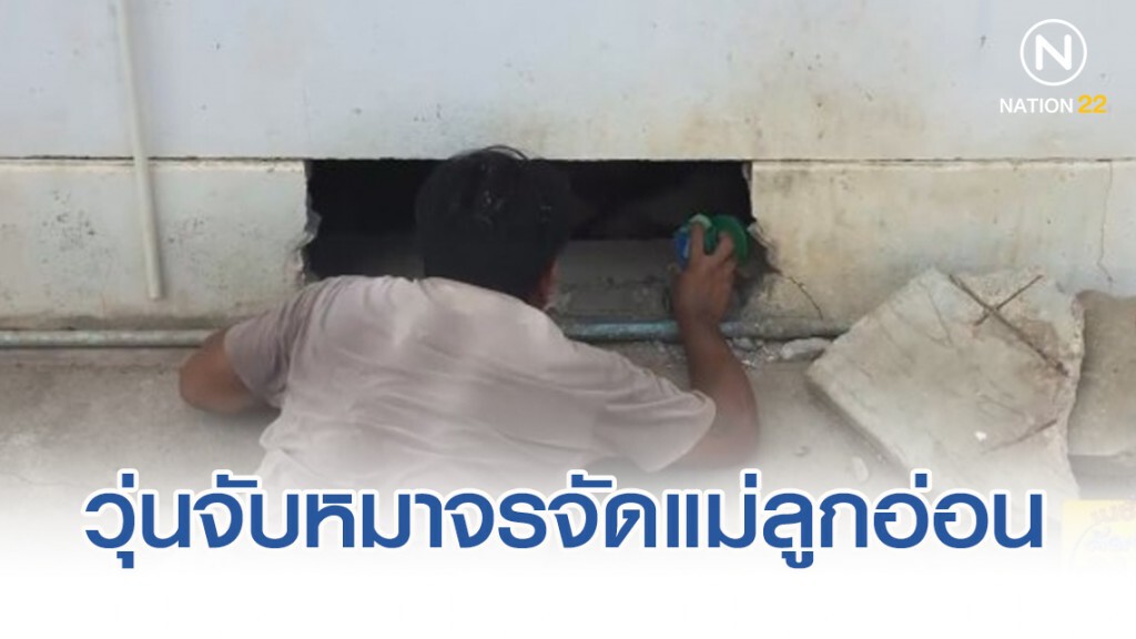 ทุบผนังใต้ถุนอาคารเรียนจับ "หมาจรจัดแม่ลูกอ่อน"