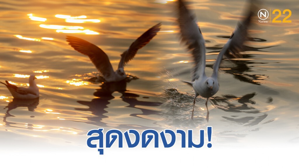 ฝูงนก "นางนวล" สยายปีกเหนือน่านฟ้าบางปู ปชช.หิ้วกากหมูเลี้ยงนกนางนวลบินหนีหนาวจาก "ไซบีเรีย" ฝูงนก "นางนวล" สยายปีกเหนือน่านฟ้าบางปู ปชช.หิ้วกากหมูเลี้ยงนกนางนวลบินหนีหนาวจาก "ไซบีเรีย"