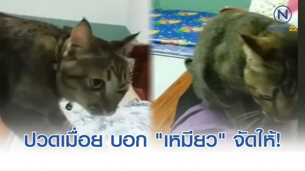 "แมวหมอนวด" ปวดเมื่อยตรงไหนบอก "เหมียว" จัดให้