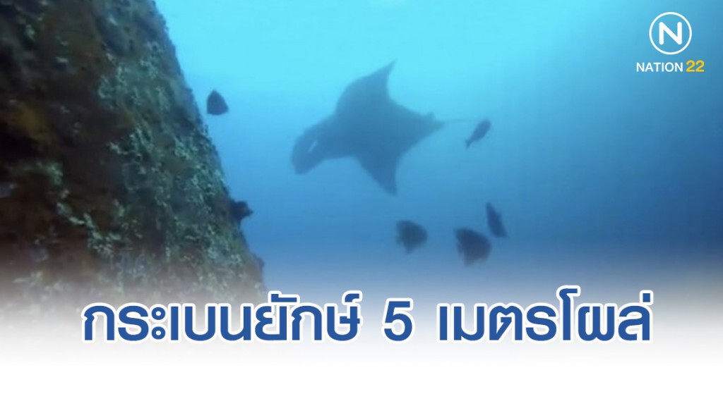 สัตว์ทะเลหายาก กระเบนยักษ์ 5 เมตร โผล่เกาะตาชัย อวดโฉมนักดำน้ำ