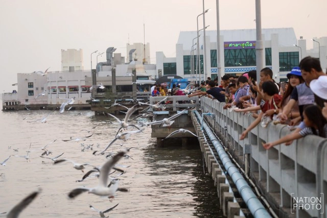 ฝูงนก "นางนวล" สยายปีกเหนือน่านฟ้าบางปู ปชช.หิ้วกากหมูเลี้ยงนกนางนวลบินหนีหนาวจาก "ไซบีเรีย"