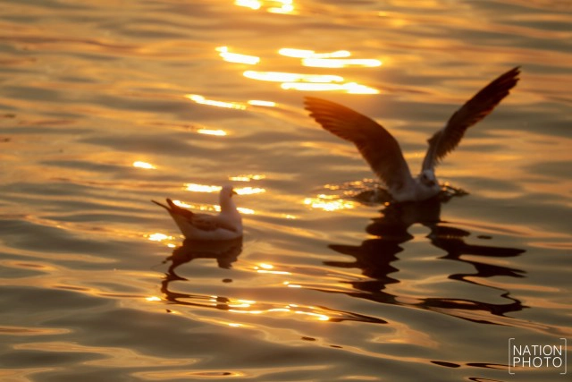 ฝูงนก "นางนวล" สยายปีกเหนือน่านฟ้าบางปู ปชช.หิ้วกากหมูเลี้ยงนกนางนวลบินหนีหนาวจาก "ไซบีเรีย"