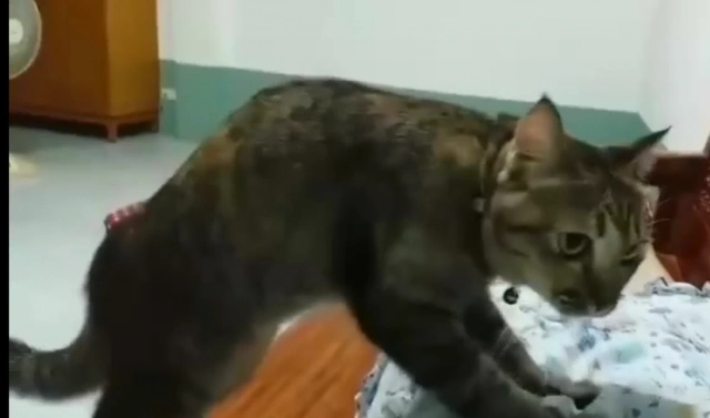 "แมวหมอนวด" ปวดเมื่อยตรงไหนบอก "เหมียว" จัดให้