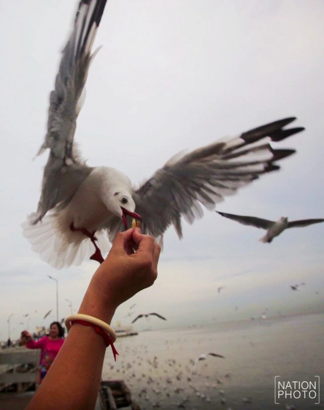 ฝูงนก "นางนวล" สยายปีกเหนือน่านฟ้าบางปู ปชช.หิ้วกากหมูเลี้ยงนกนางนวลบินหนีหนาวจาก "ไซบีเรีย"