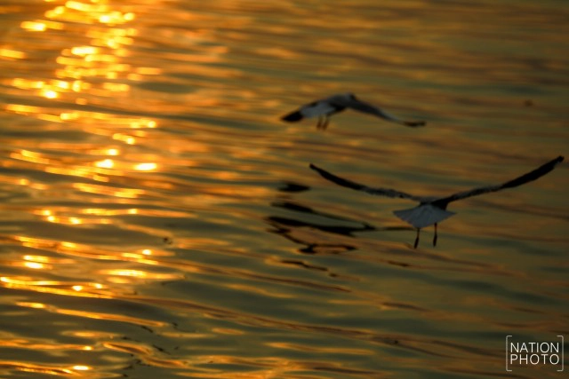 ฝูงนก "นางนวล" สยายปีกเหนือน่านฟ้าบางปู ปชช.หิ้วกากหมูเลี้ยงนกนางนวลบินหนีหนาวจาก "ไซบีเรีย"